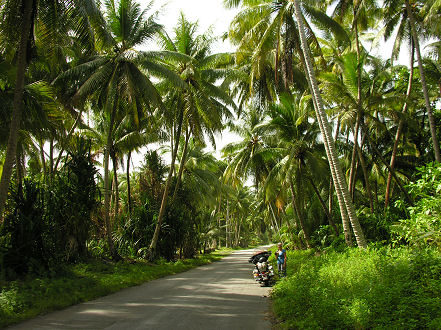 Local driving hazard, falling coconuts