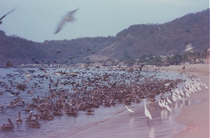 Brown pelicans herding schooling fish for dinner