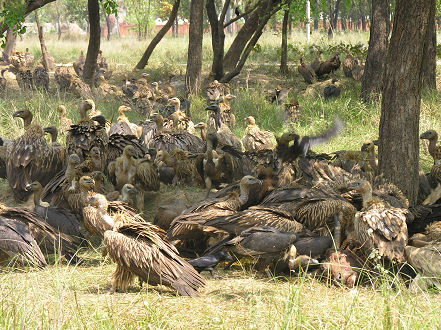 Vultures devouring a steer, gone within an hour