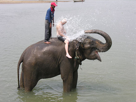 Getting a shower while bathing elephants
