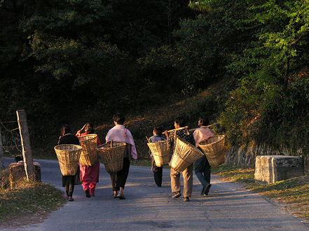 Locals heading out to collect firewood early morning