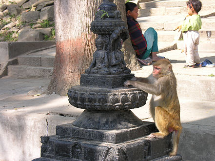 Monkey benefiting from food offerings at the Monkey Temple