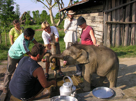 Playing with the orphaned baby elephant