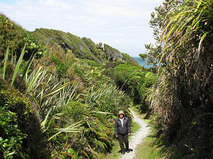 Windblown coastal vegetation at Ship Creek