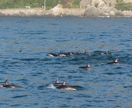 Dusky dolphins playing