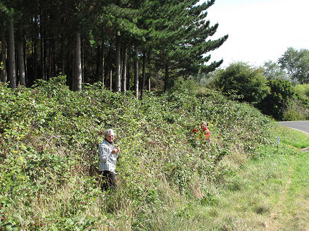 Getting a feed of roadside blackberries