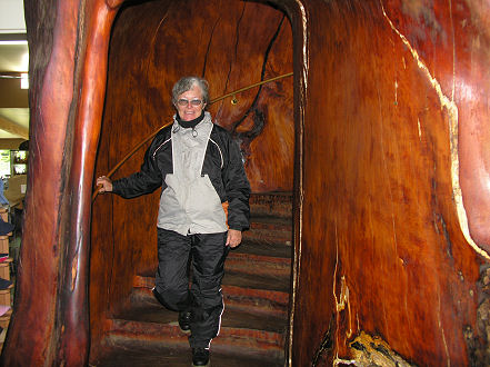 An enormous tree carved with an internal staircase