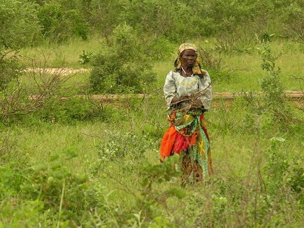 Nigerian woman collecting firewood