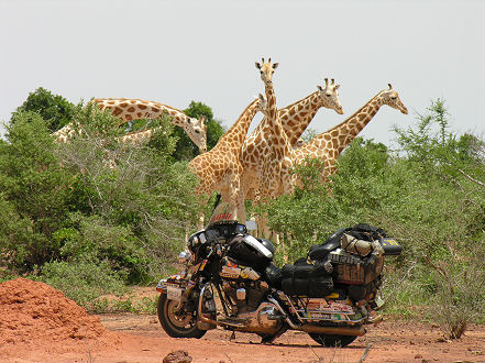 Kay crouches behing the motorcycle as the inquisitive animals pass by