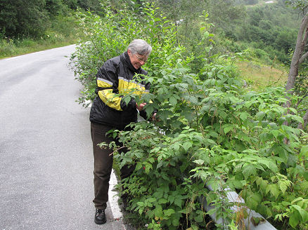 Picking wild rasberries roadside, a daily event