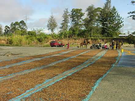 Drying coffee beans in the highlands