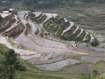 rice terraces of Banaue,