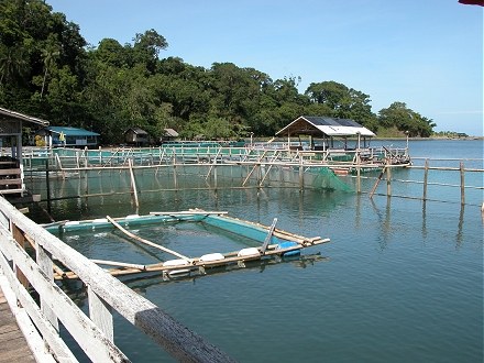 Fish breeding and raising ponds