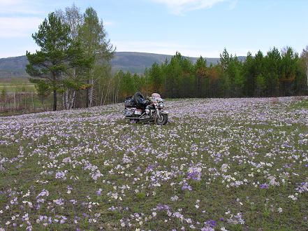 Wildflowers growing in open fields alongside the road