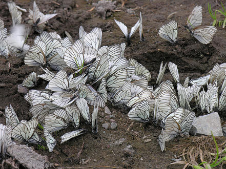 Butterflies massing to lay eggs in their short life