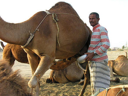Milking a camel for us to try fresh camel milk