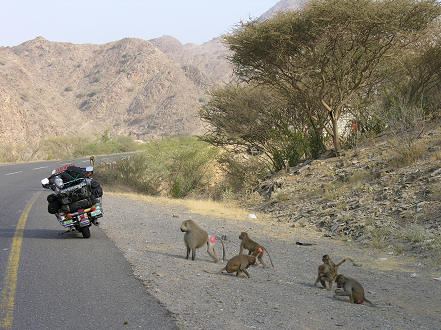 Baboons wait roadside for a free feed from passing traffic