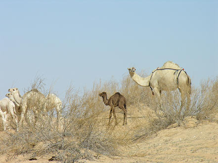 Camels, their udders bagged to pervent the calves from drinking