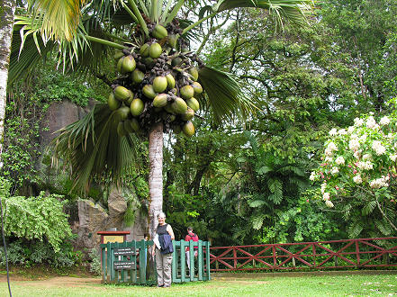 The worlds largest seed on the Coco de Mer Palm tree