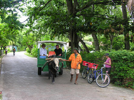 Local transport on La Digue, ox carts and bicycles