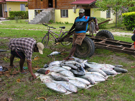 Local catch of tuna, a big industry on the Seychelles