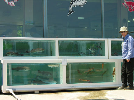 Restaurant, select your own fish from the tank