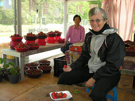 Enjoying strawberries only just picked