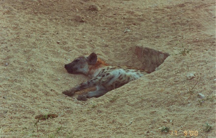 Hyena with her litter in an under road water drain