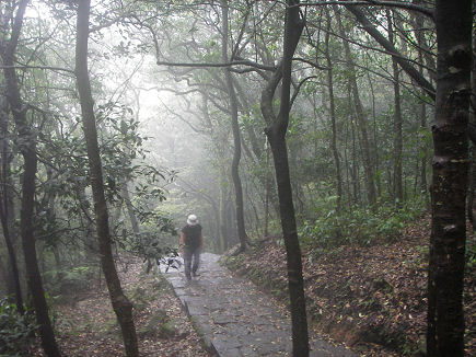 Yangmingshan National Park in misty fog