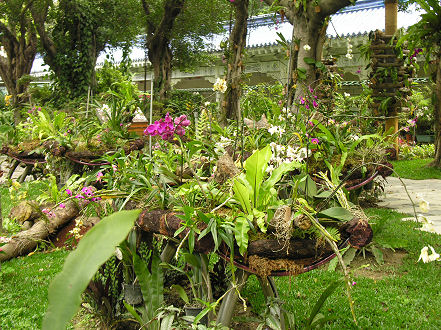 Orchids at the Chiang Kai-shek memorial