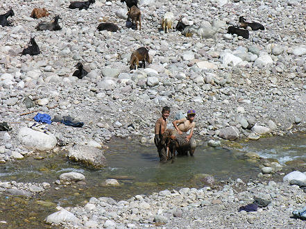 Washing sheep and goats in a mountain stream prior to sheering