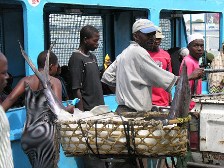 A marlin heading for the fish markets