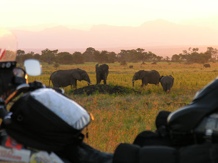 Elephants at a waterhole on sunset in Mikumi National Park