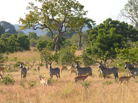 About the only national park where animals can be viewed from the motorcycle