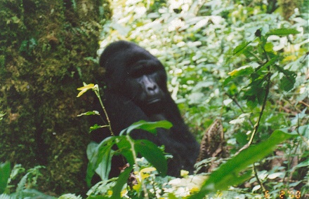 Silverback gorilla, habituated to humans, just 4 metres away