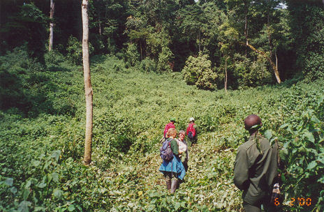 Our small band head into the forest looking for gorilla
