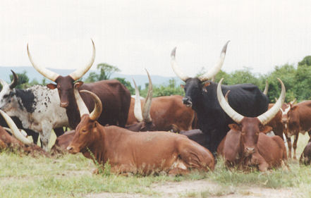 Ugandan long horned cattle