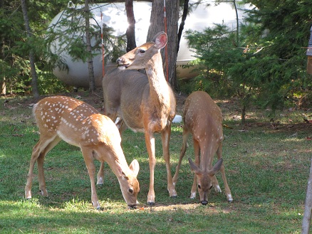 White Tail deer coming
          in for corn at H-D Ray and Deb's