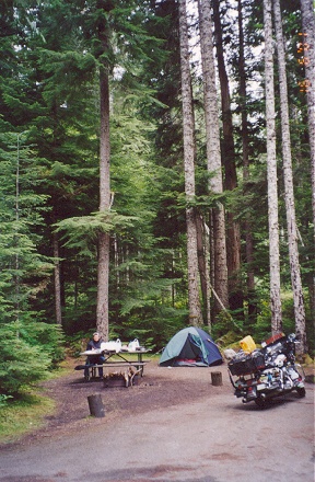 Tall trees at this wooded campground