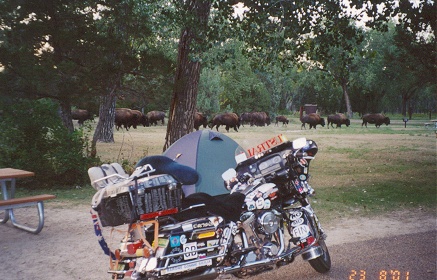 The rutting season for bison as they wander through the camp in Roosevelt National Park