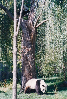 Panda at the Washington Zoo, we will likely never see them in the wild