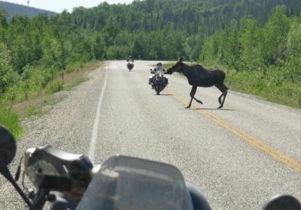 Most motorcycle riders to Alaska foolishly believe bears will be their biggest worry. Actually moose kill far more people each year than bears.