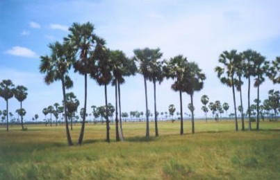 Palm trees along the road to Siem Riep. Riding by them I could only smile knowing how cold it was in Montana.