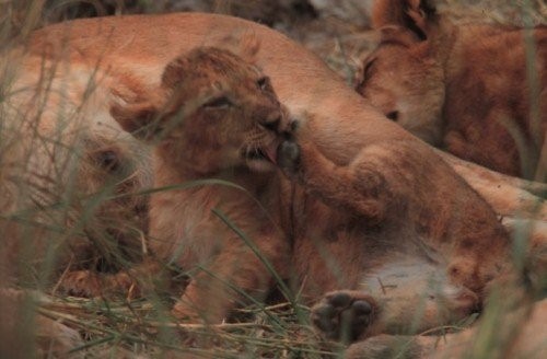Lion cub licking foot