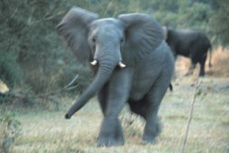 Elephant makes a 'mock' charge at us - he stopped!