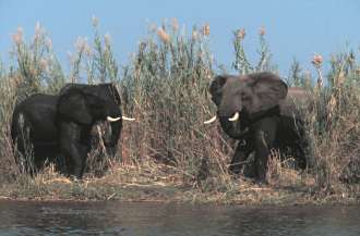 Elephants on the Shire River, from Mvuu National Park, Malawi.