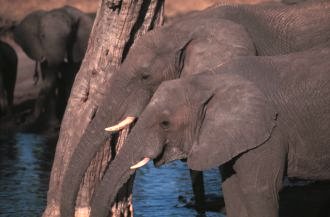 Elephants drinking in harmony.