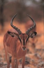 Black faced impala in Etosha National Park, Namibia.