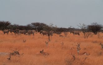 Springboks resting in the tall grass, Etosha.