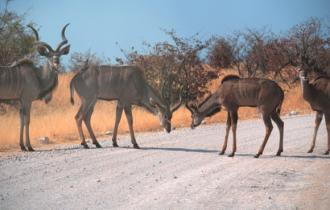 Kudus debating right of way in Etosha National Park, Namibia.